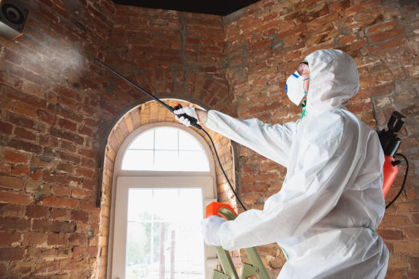 Best Black Mold Removal  in River Ridge, LA